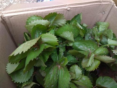 Show plant