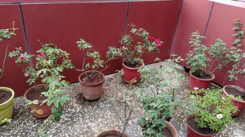 Roses