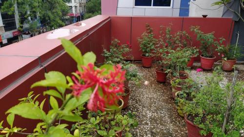 Hibiscus