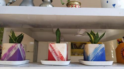 Snake plants