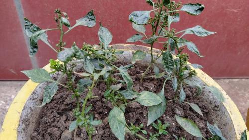 Mirchi