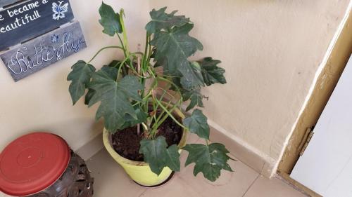 Show plant