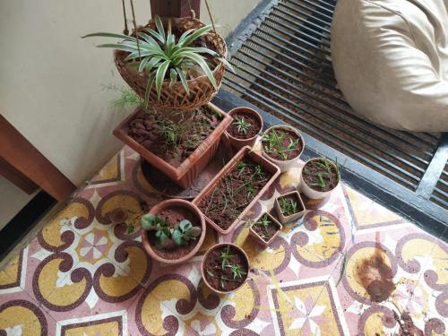 Spider plant babies