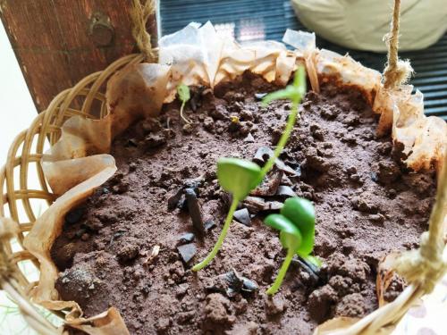 Aparajita sprouting