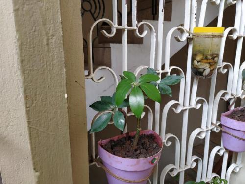 Show plant
