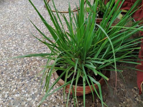 Lemongrass